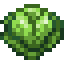 Cabbage icon