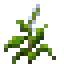 Fresh Basil icon