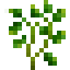 Fresh Cilantro icon