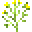Fresh Dill icon