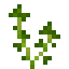 Fresh Parsley icon