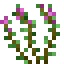 Fresh Thyme icon