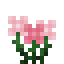 Begonia icon