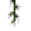 Cottonwood Catkin icon