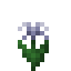 Potted Withered Celestial Bloom icon