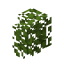 Acacia Hedge icon