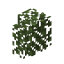 Birch Hedge icon