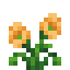 Alpine Poppy icon
