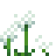 Eriophorum icon
