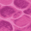Brain Coral Block icon
