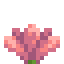 Cactus Flower icon