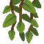 Cave Vines icon