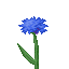 Cornflower icon