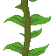 Kelp Plant icon