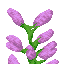 Lilac icon