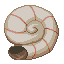 Nautilus Shell icon