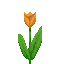 Orange Tulip icon
