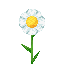 Oxeye Daisy icon