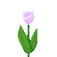Pink Tulip icon
