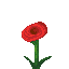 Poppy icon