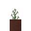 Potted Azure Bluet icon