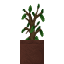 Potted Oak Sapling icon