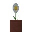 Potted Oxeye Daisy icon