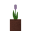 Potted Pink Tulip icon