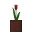 Potted Red Tulip icon