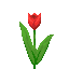 Red Tulip icon