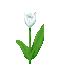 White Tulip icon