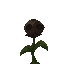 Wither Rose icon