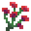 Carnation icon