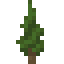 Cypress Sapling icon