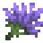 Lavender icon