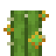 Aura Cactus icon