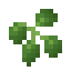 Candleberry icon