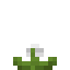 Yucca Crop icon