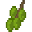 Candlenut Fruit icon