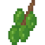 Olive Fruit icon
