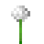 Alium icon
