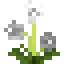 Amaryllis icon