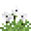 Anemone icon