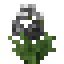 Black Bearded Iris icon