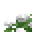Cape Leadwort icon