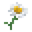 Chamomile icon