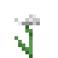 Cornflower icon