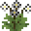 Dahlia icon