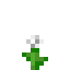 Dandelion icon