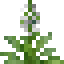 Great Lobelia icon
